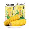 Vacuum Packed Sweet Corn Single Cob