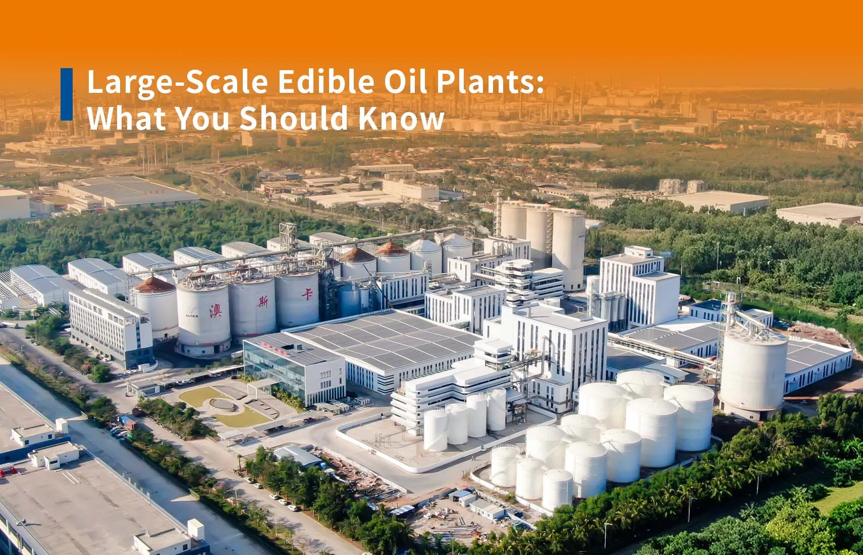 Plantas de aceite comestible a gran escala: lo que debe saber