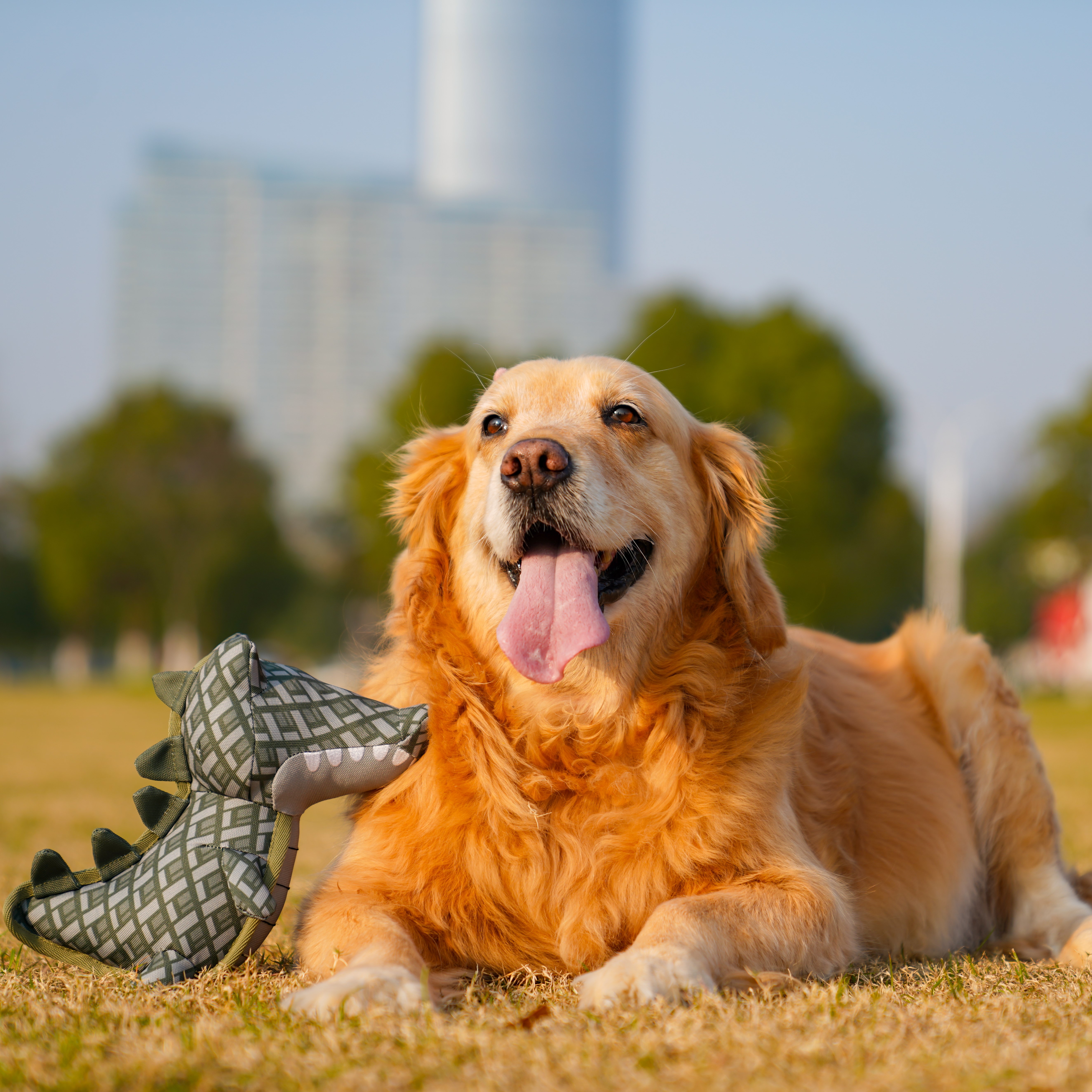Ballistik Alligator Hundespielzeug