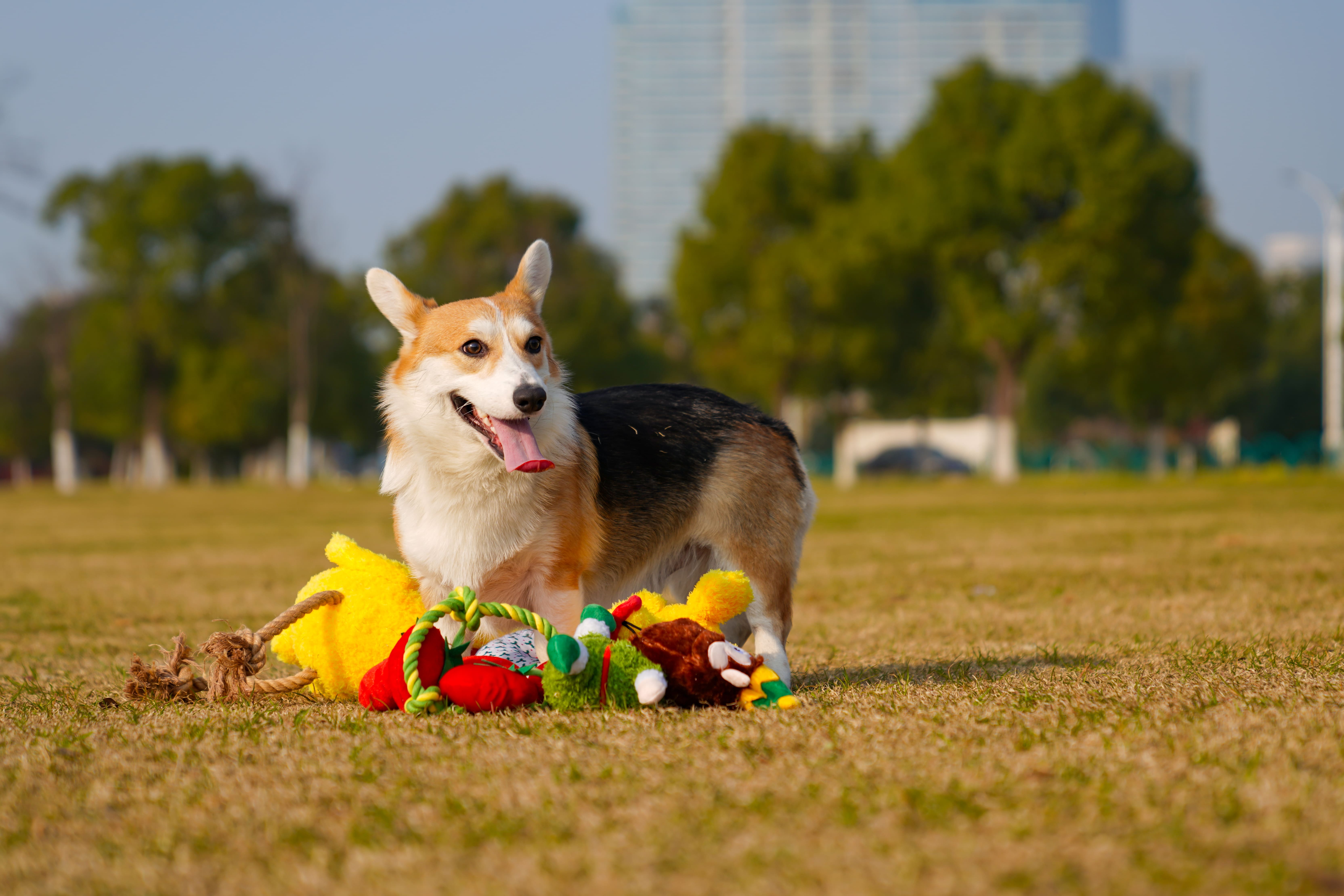 Why Do Dogs Need Puppet Toys 