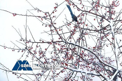 snow