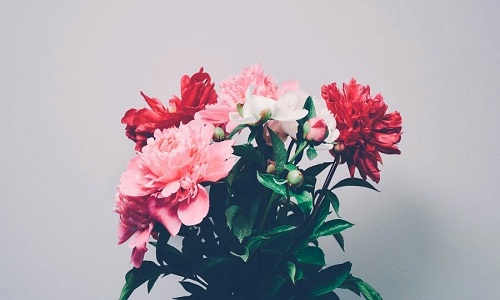peony blossom
