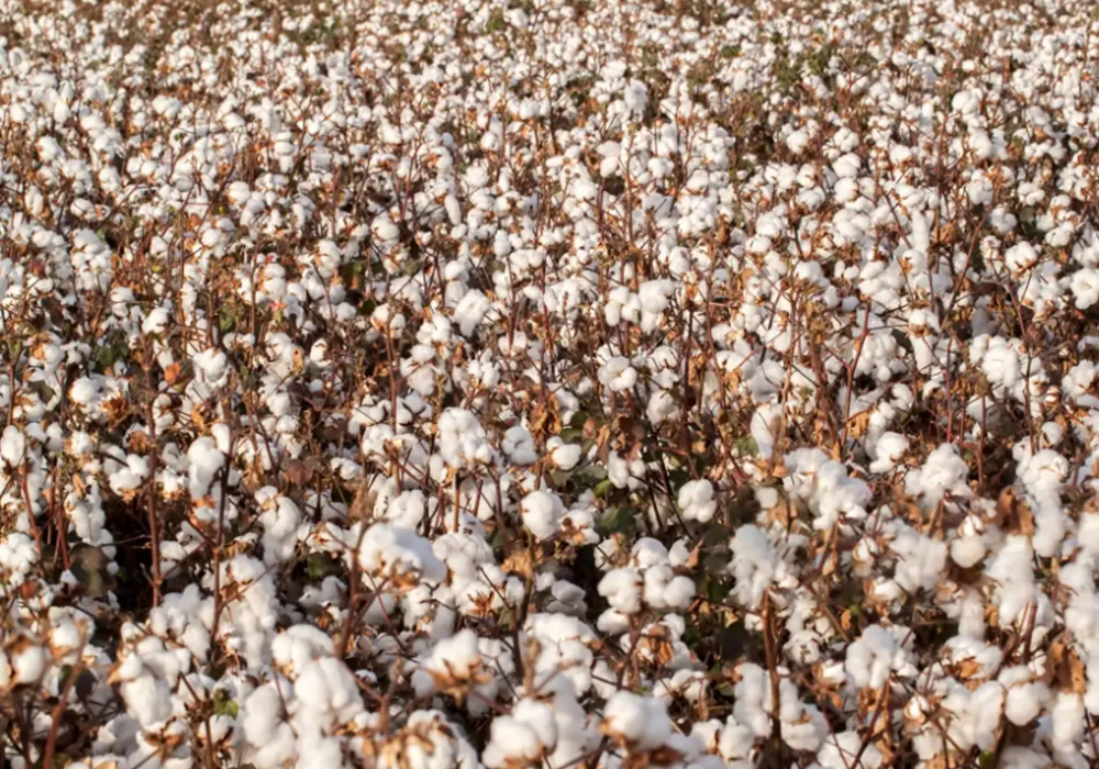 Cottonstalk as raw materials for Pyrogreen carbonization system