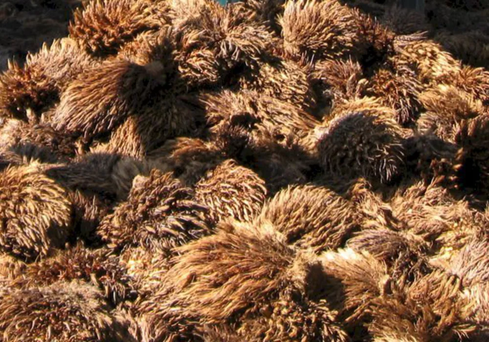 EmptyFruitBunch as raw materials for Pyrogreen carbonization system