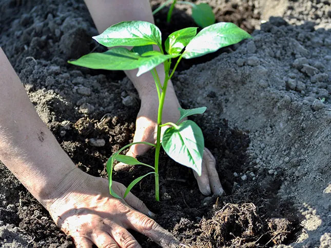 Biochar from film and television via high temperature pyrolysis