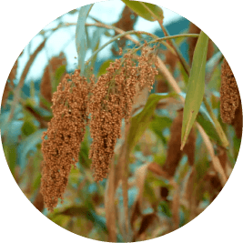 Sorghum stalk