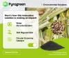 Bagasse Biochar: Transforming Sugar Waste into Environmental Solutions
