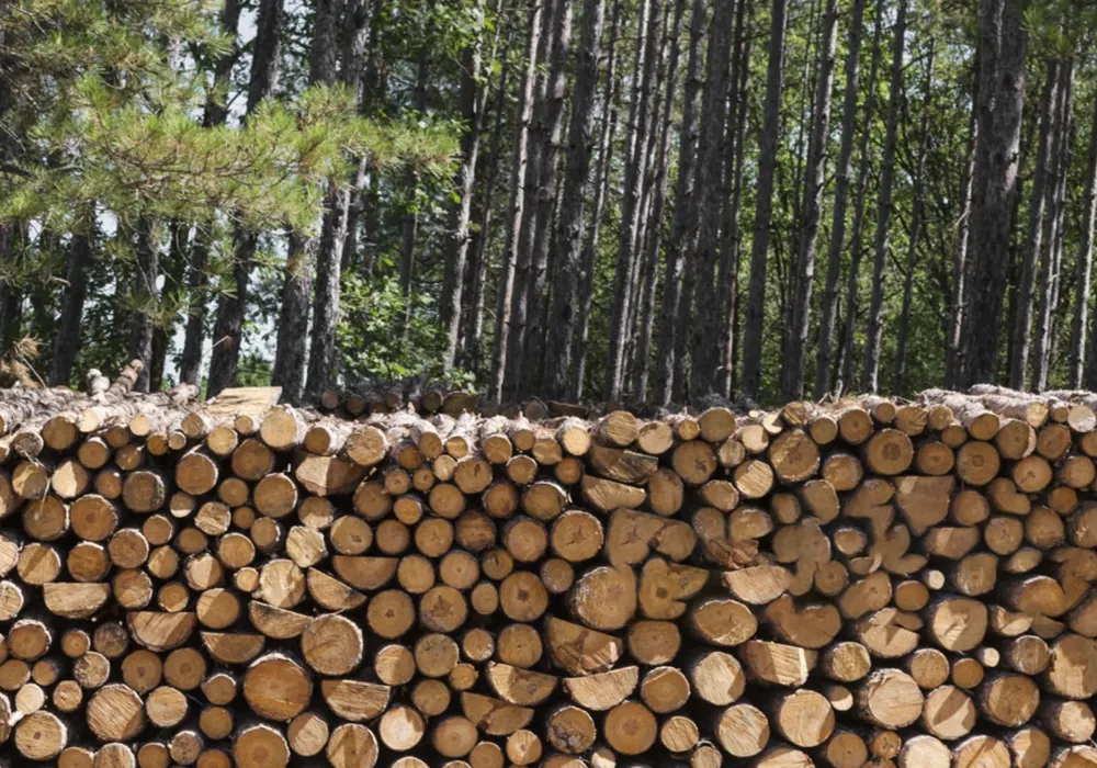 Charcoalforest as raw materials for Pyrogreen carbonization system