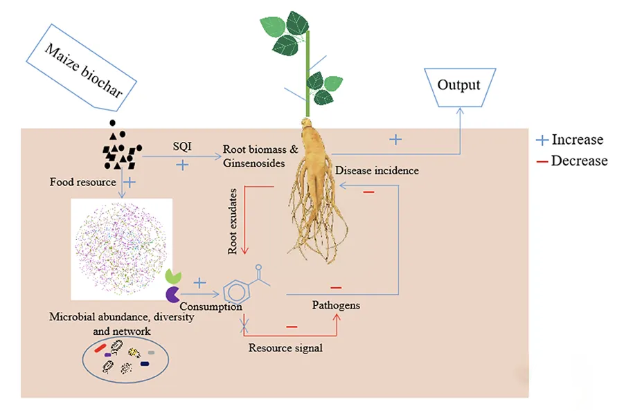 Rhizosphere Ecology Diagram