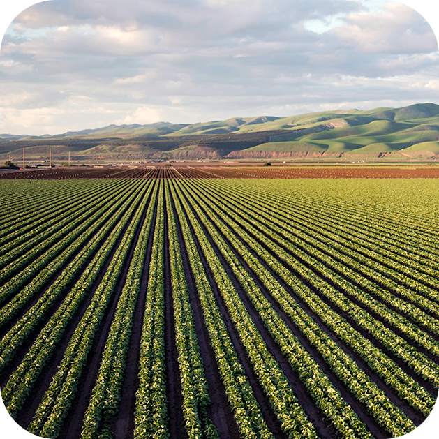 Biochar enhances soil fertility and nutrient cycling