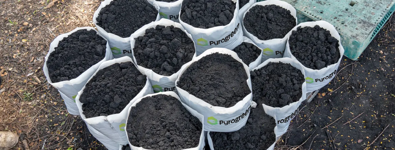 Planting a seedling