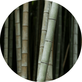 Bamboo slices