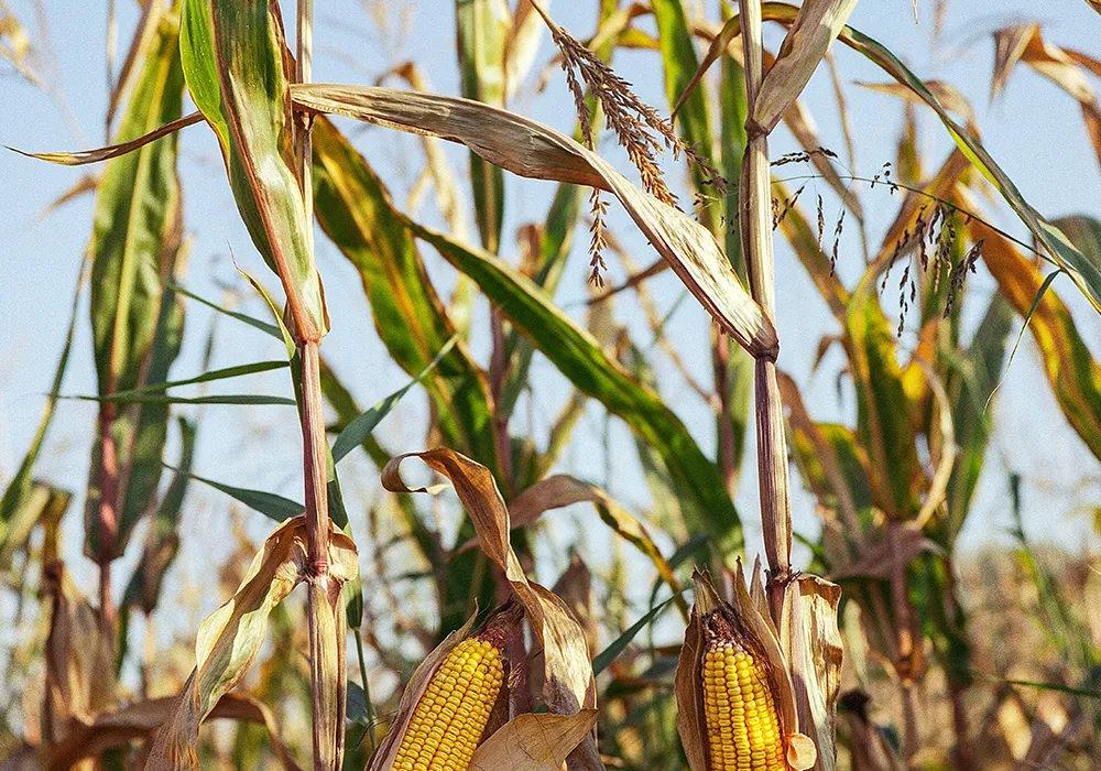 Cornstraw as raw materials for Pyrogreen carbonization system