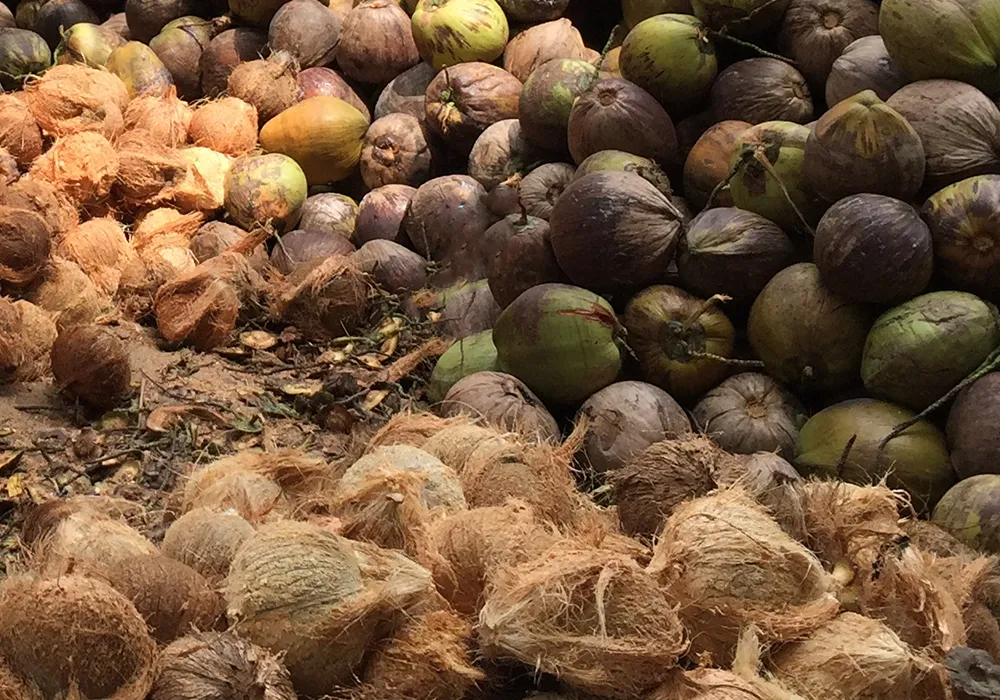 Coconutshell as raw materials for Pyrogreen carbonization system