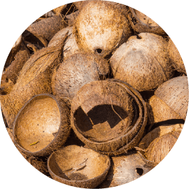 Hazelnut shellv