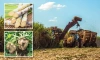 Sweet Precision: How NIR Spectroscopy Revolutionizes Sugar Production