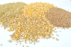 Revolutionizing Grain Storage: How NIR Technology Safeguards Quality and Profit