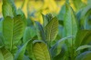 From Leaves to Products: Full Process Monitoring of Tobacco NIR Analyzer