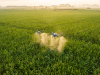 DJI agricultural drones can manage corn in the middle and late stages, increasing yields by more than 10% per mu