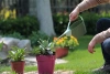 1.2L Plastic Watering Can