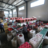 Apple Washing Sorting And Packing Line