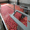 Apple Washing Sorting And Packing Line