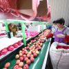 Apple Washing Sorting And Packing Line