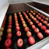 Apple Washing Sorting And Packing Line