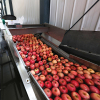 Apple Washing Sorting And Packing Line