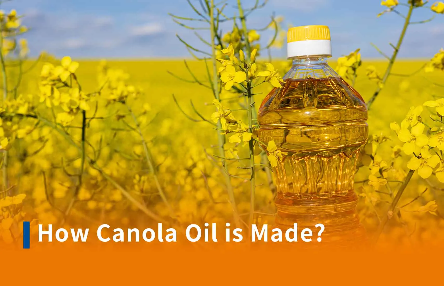 How canola oil is made?
