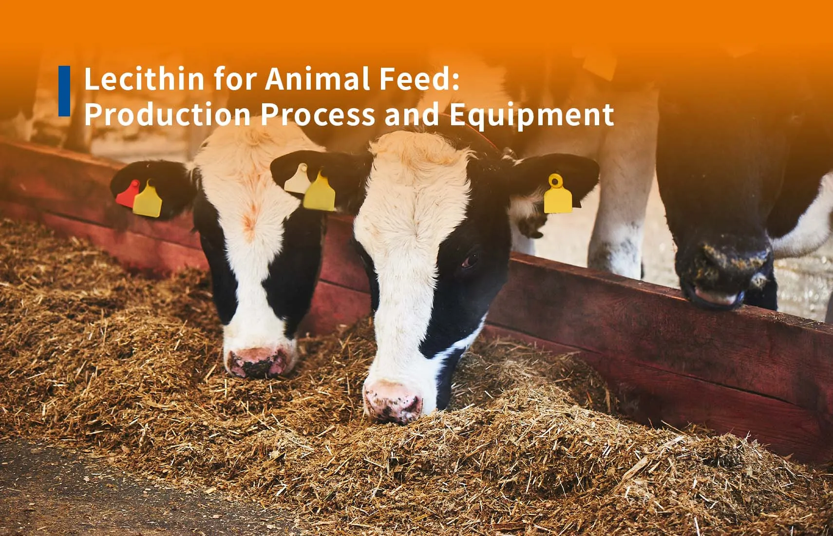 What are the benefits of lecithin for animal feed?