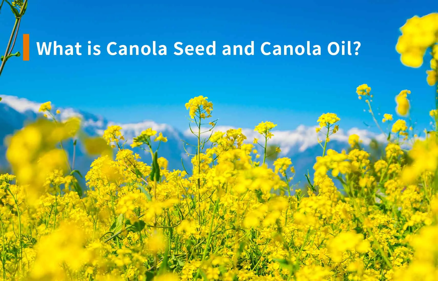 What is Canola Seed and Canola Oil?