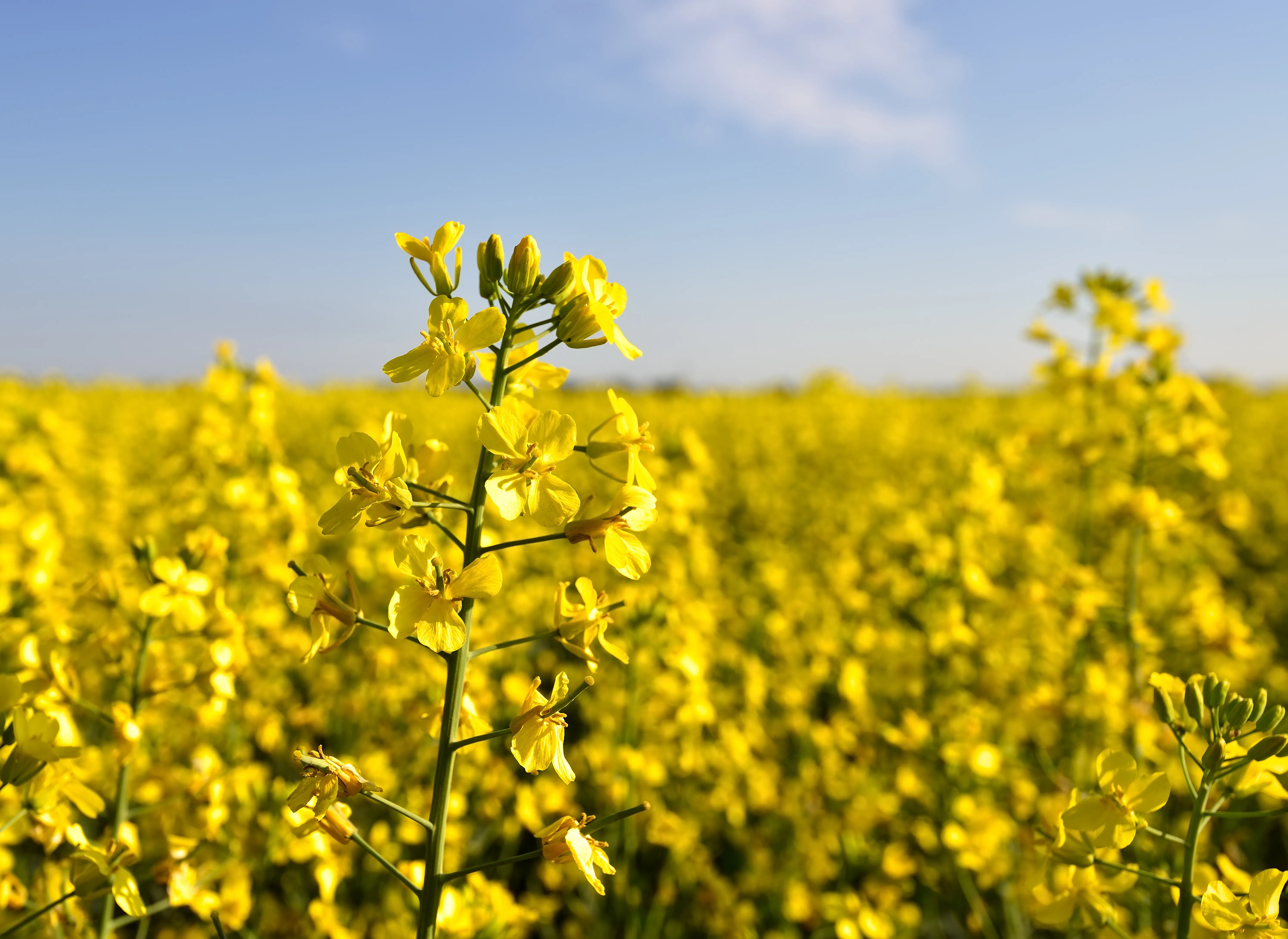 What is Canola?